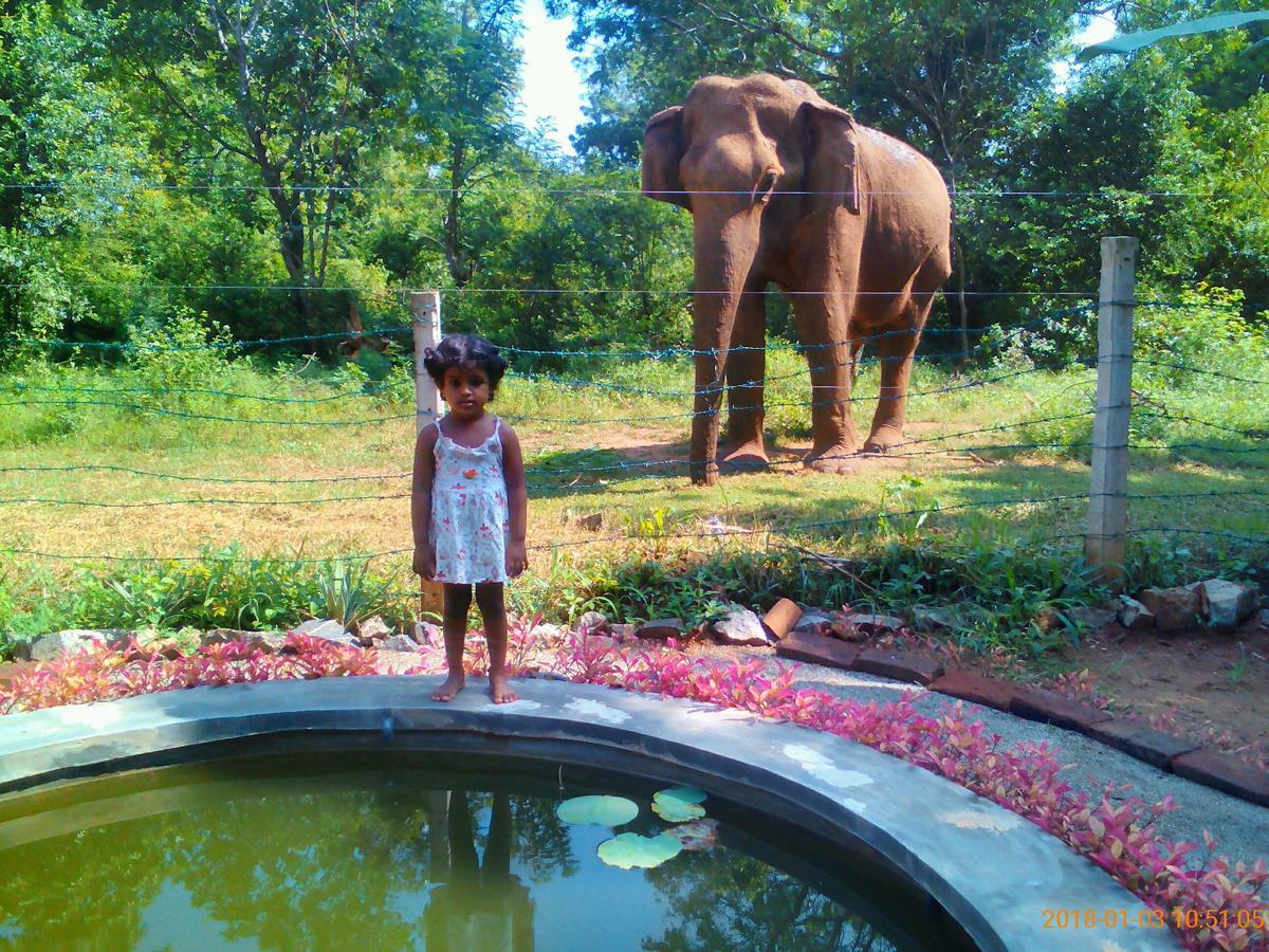 Owls Nest Hotel Udawalawe Exterior foto